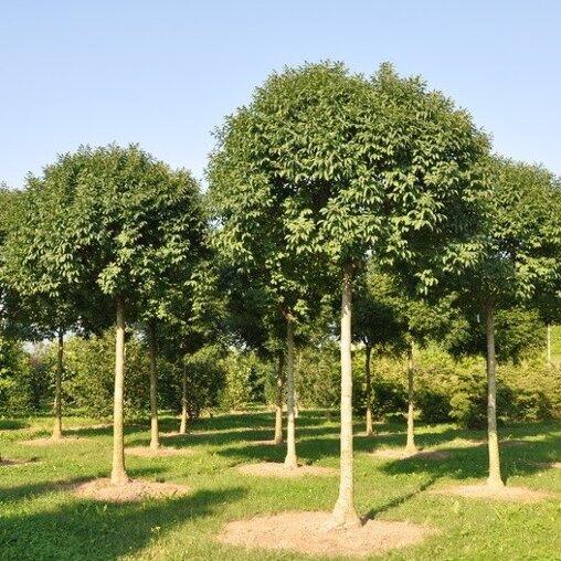 Pluimes (Fraxinus ornus ‘Meczek’)